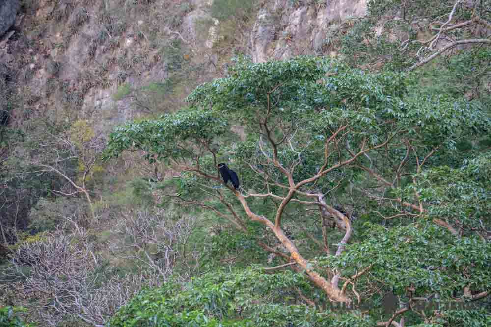 Monos en el Cañón del Sumidero