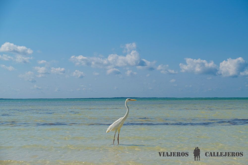 Aves en Punta Cocos