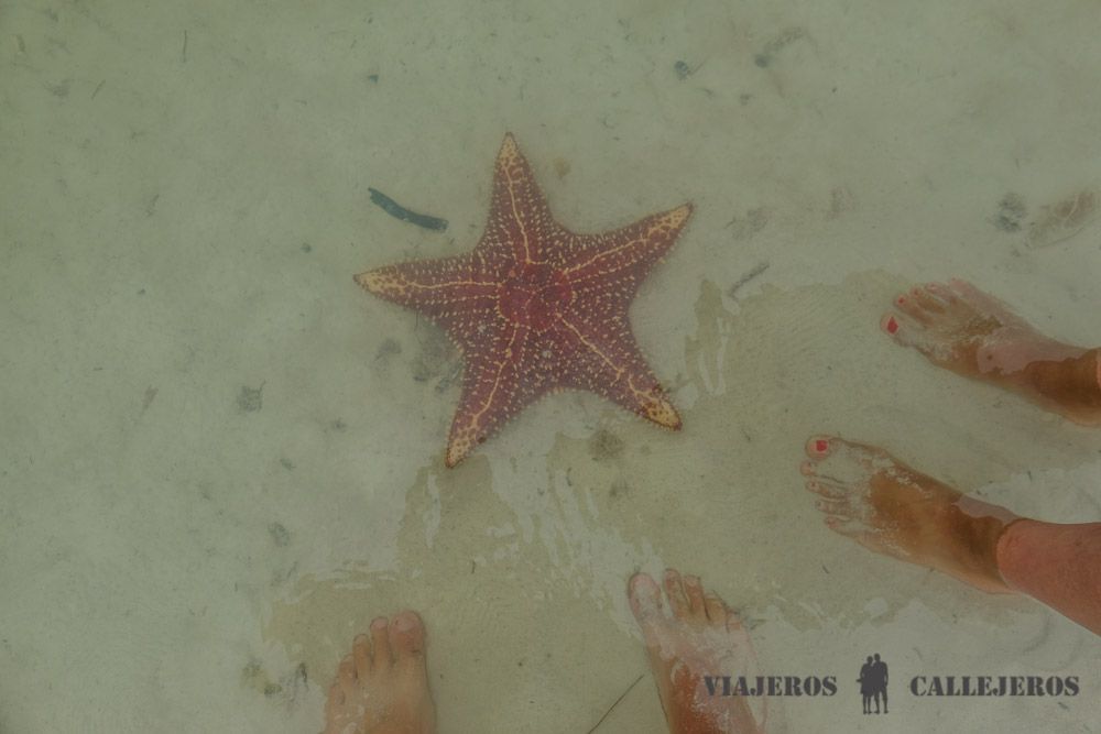 Estrellas de Mar en Punta Cocos