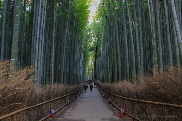 Bosque de Bambú de Arashiyama