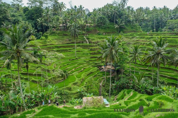 egalalang, una visita que debes incluir al viajar a Bali