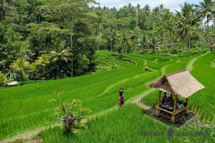 Terrazas de arroz cerca del Templo Gunung Kawi