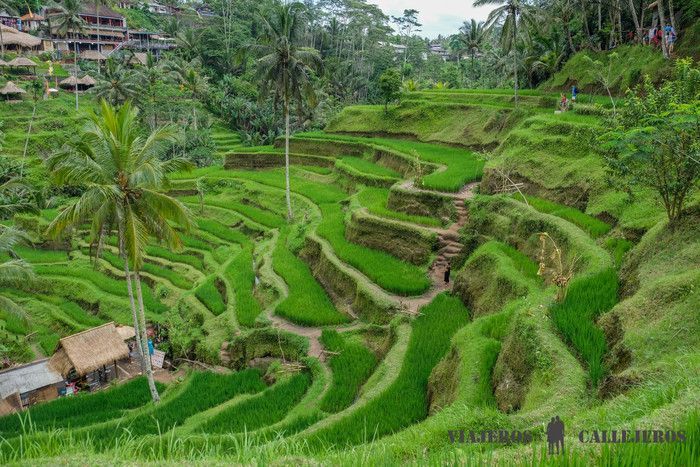 Terrazas de arroz de Tegallalang