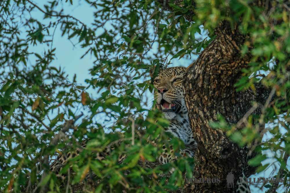 Leopardo en el Parque Nacional Kruger