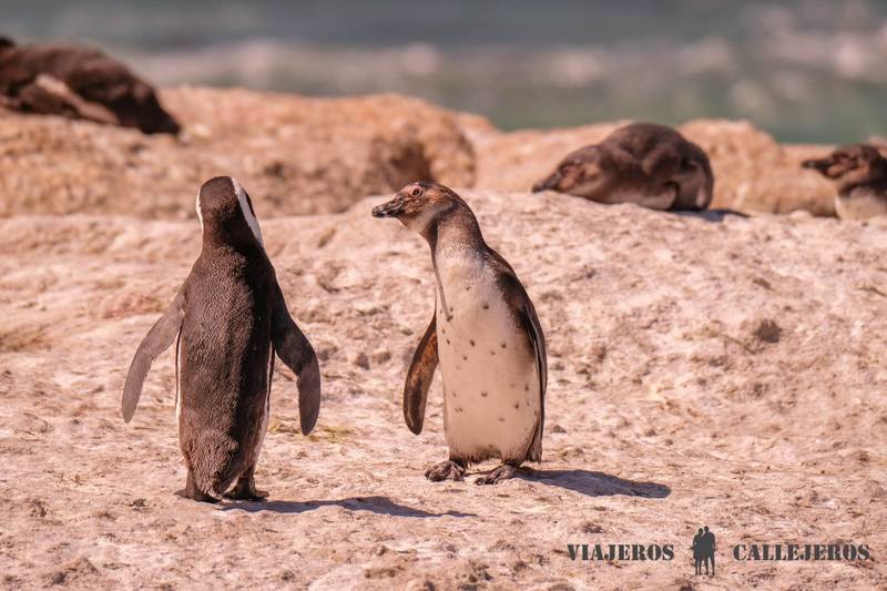 Bettys Bay, otro de los lugares que ver en Sudáfrica imprescindibles