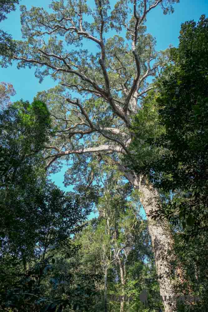 Big Tree