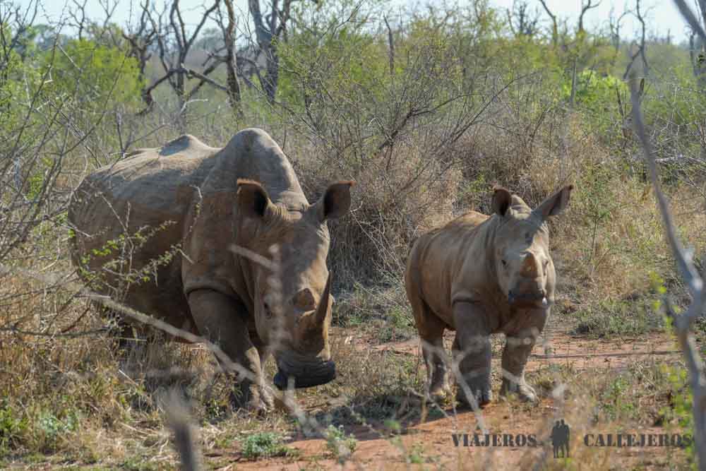 Rinocerontes en el Game Drive al amanecer en Hlane