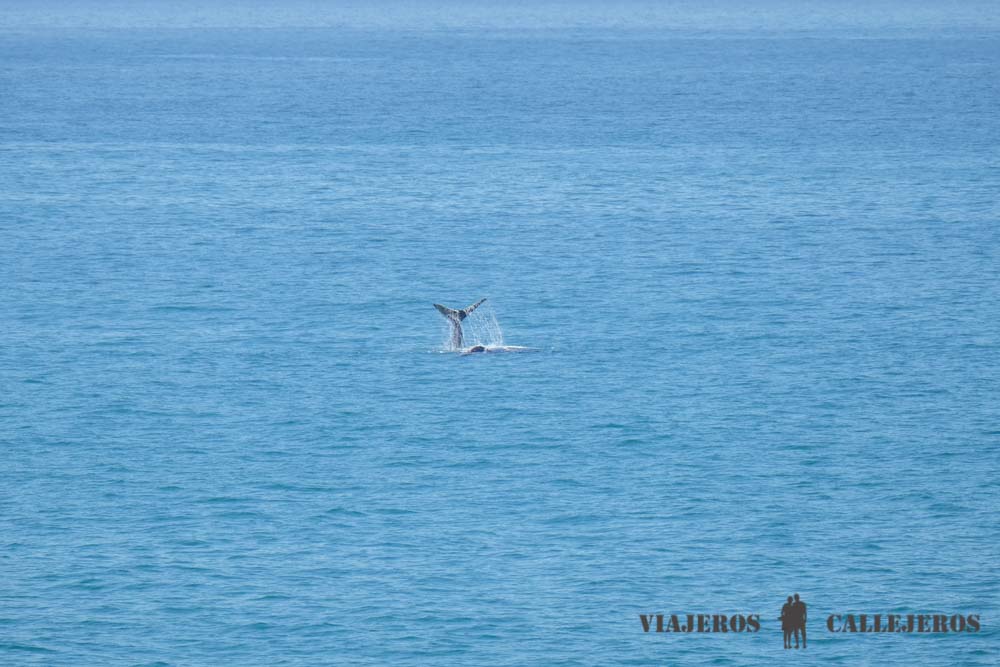 Avistamiento de ballenas en Hermanus