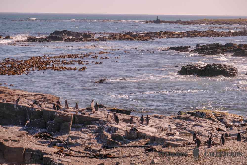 Pingüinos en Robben Island
