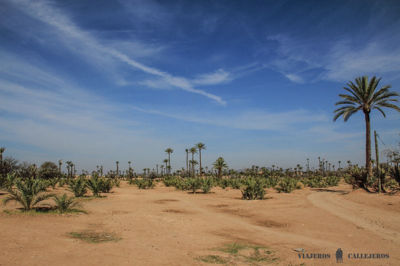 El Palmeral