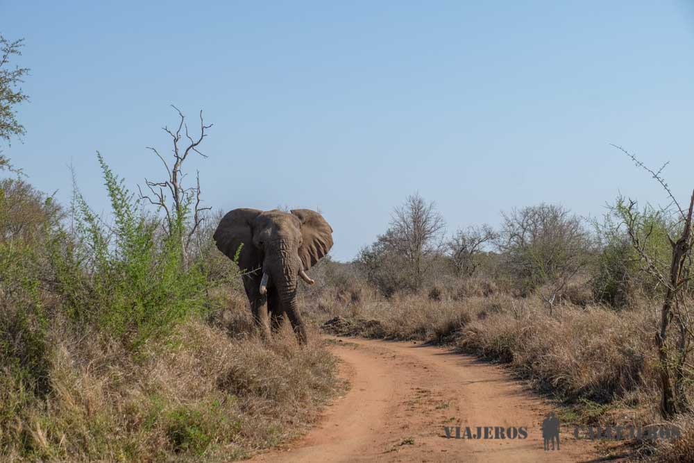 Game Drive al amanecer en Hlane