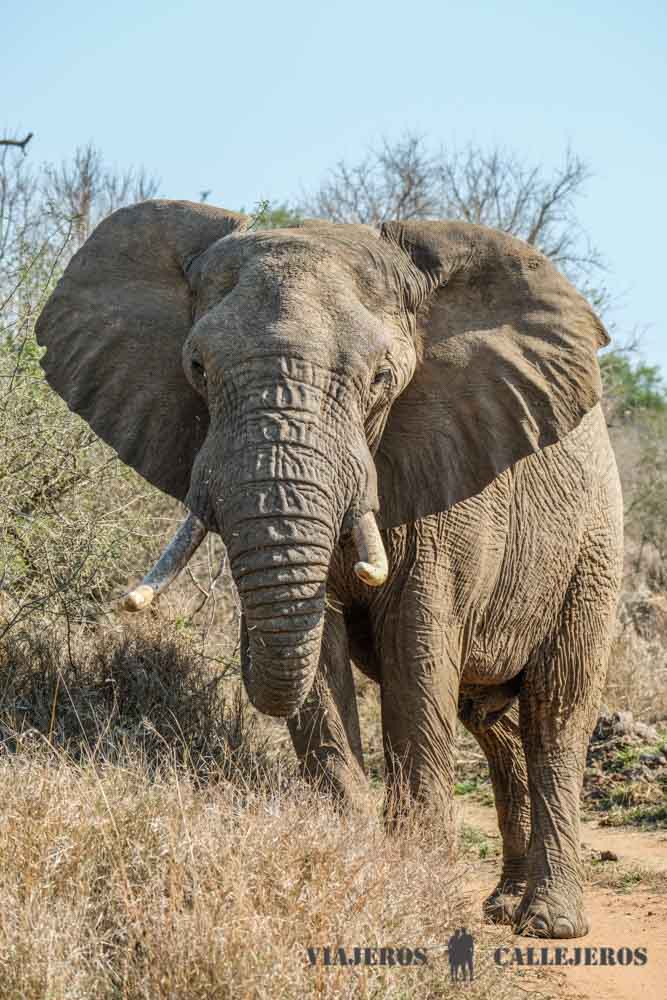 Elefante en el Game Drive al amanecer en Hlane