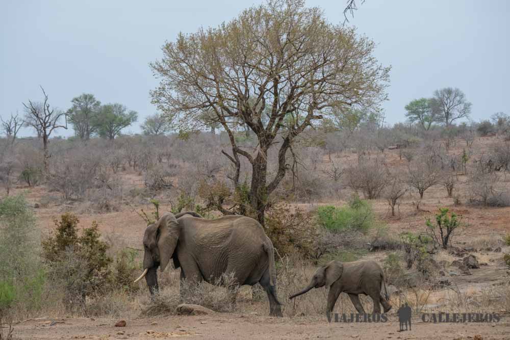 Elefantes en el Kruger
