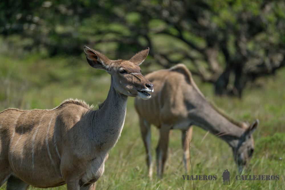 Isimangaliso