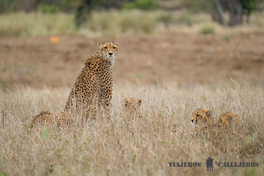 Guepardo con crías en Lower Sabie