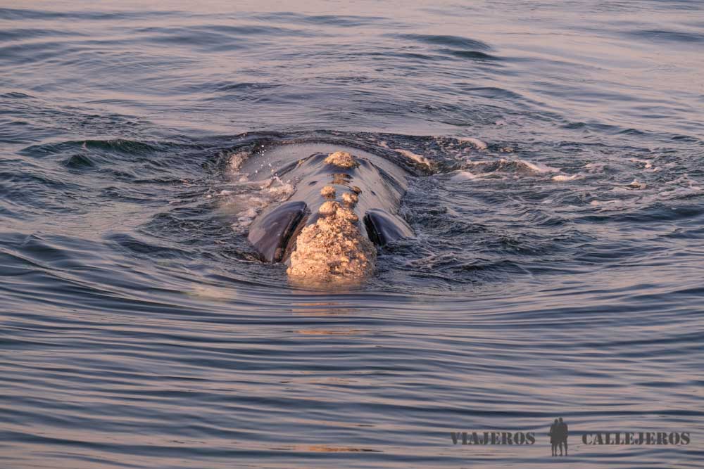 Tour para ver ballenas en Hermanus