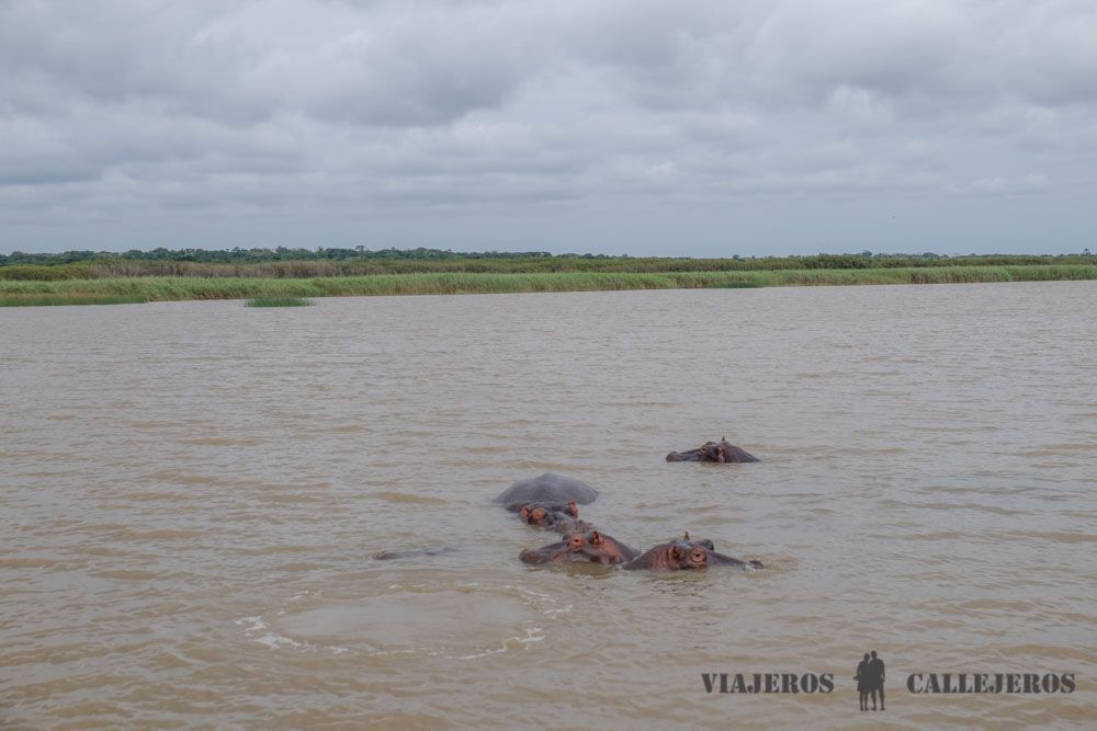 Hipopótamos en el estuario