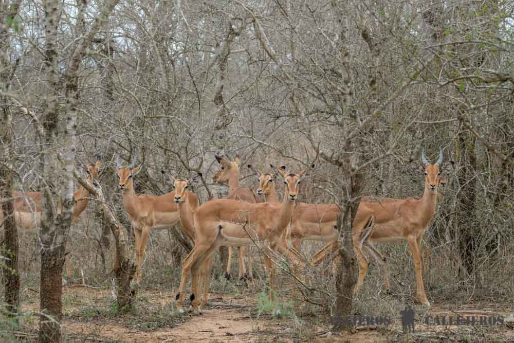 Impalas en Hlane