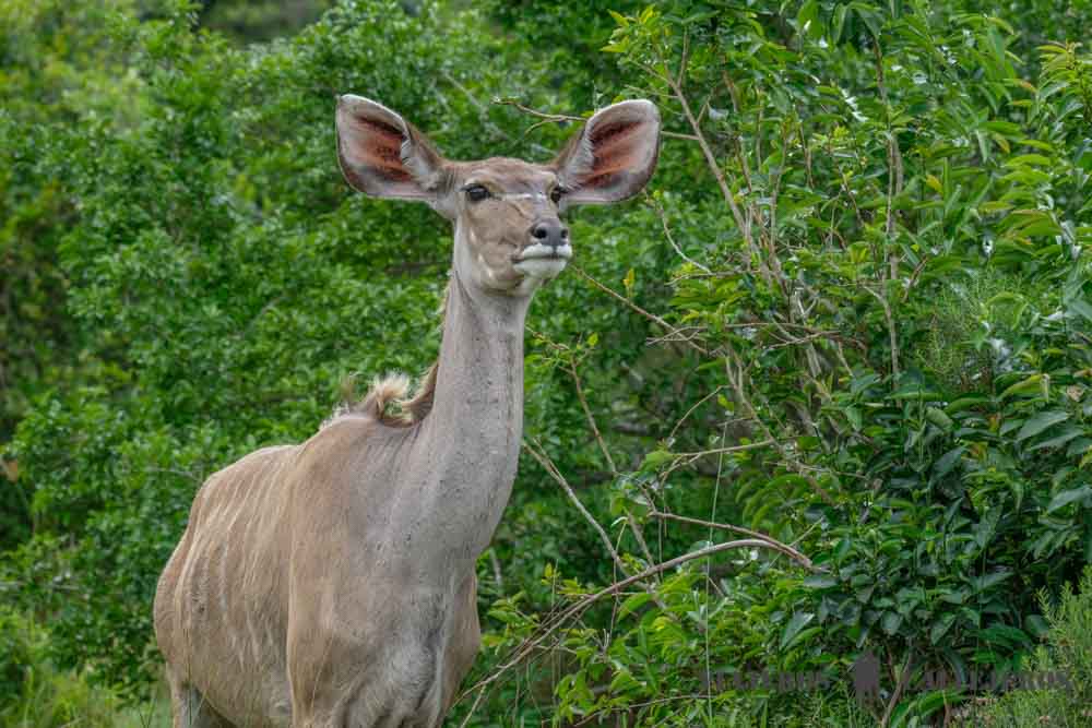 Isimangaliso