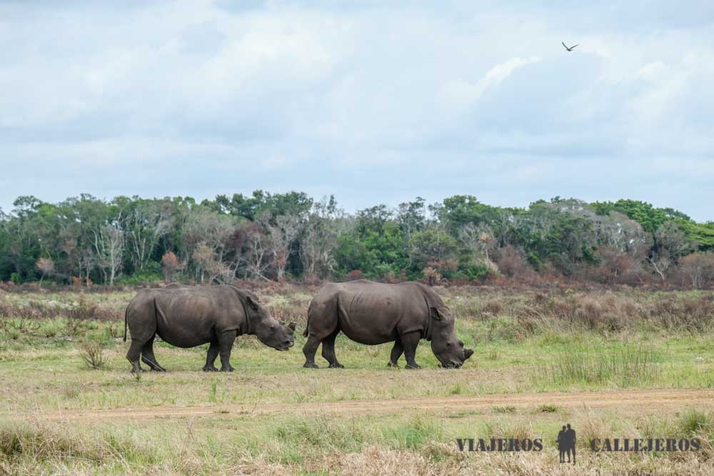 Rinocerontes en Isimangaliso