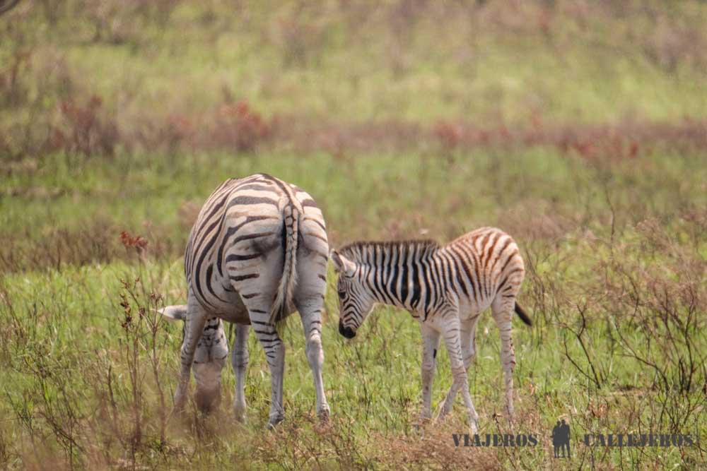 Cebras en Isimangaliso