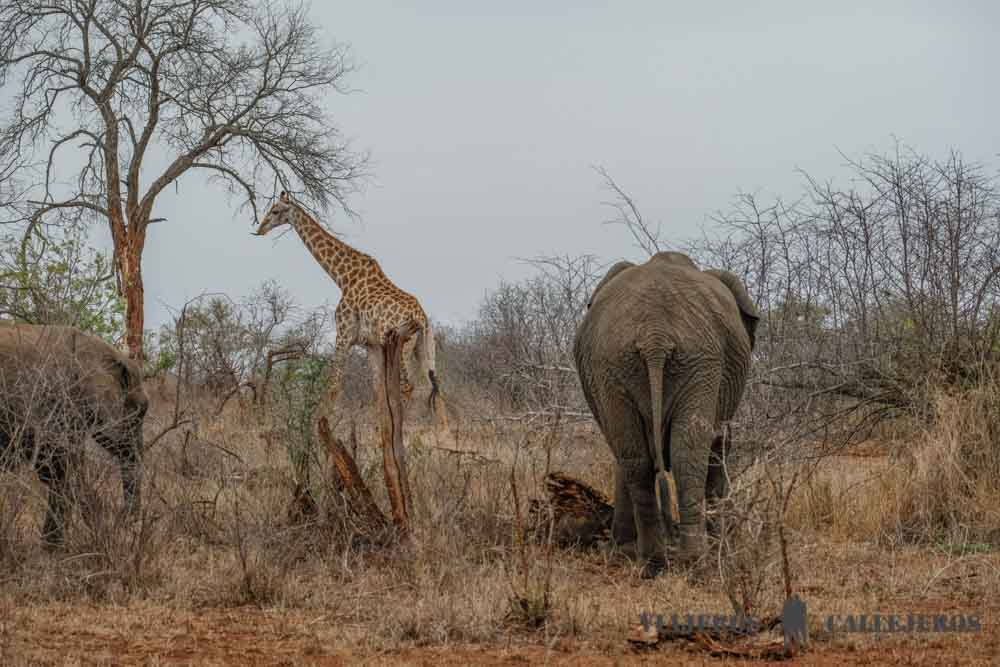 Elefante y jirafas en Lower Sabie
