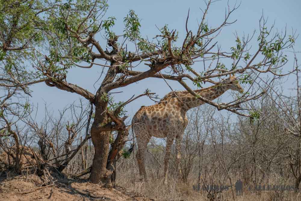 Primer safari en el Kruger