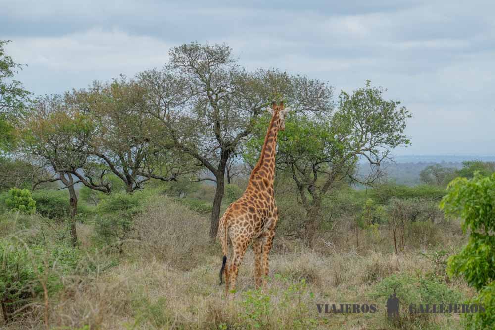 Game Drive Hlane