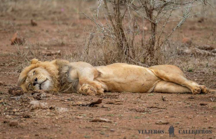 León en el Kruger