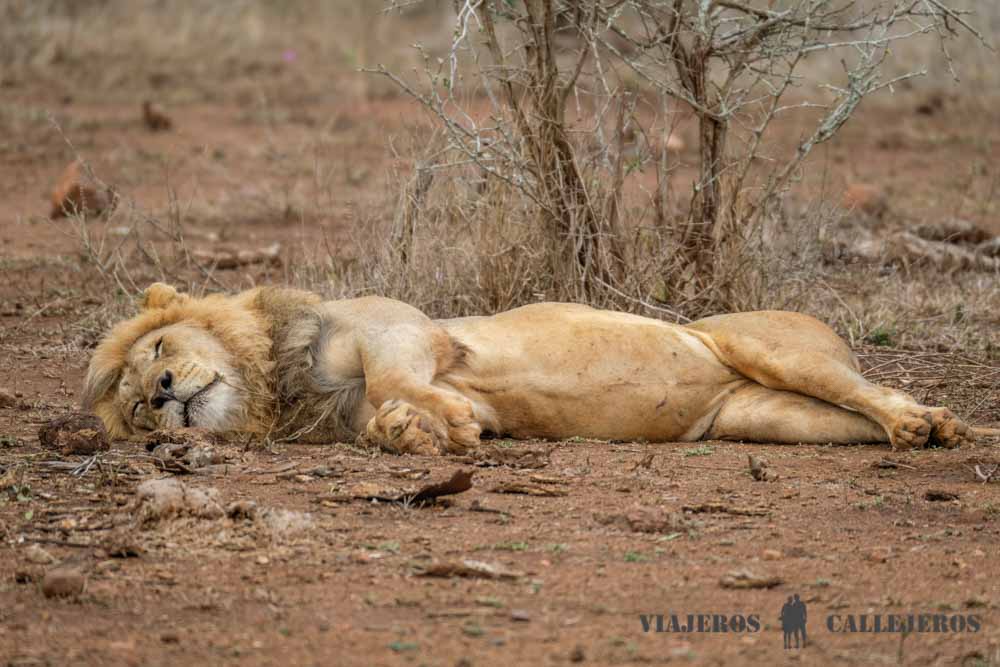León en el Kruger