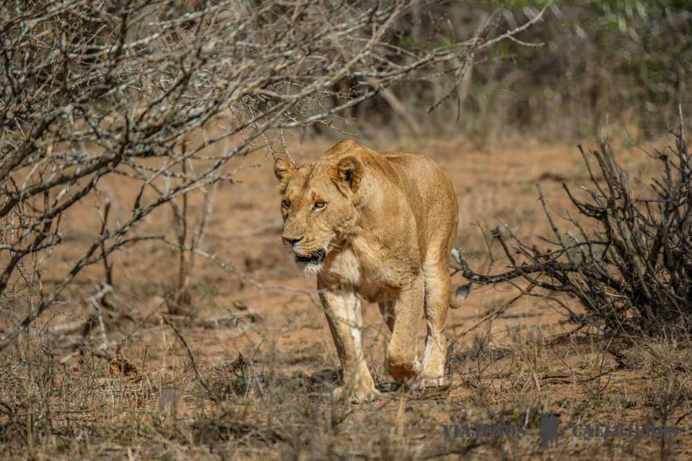 Leona en el Parque Nacional Kruger