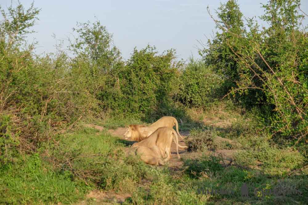 Game Drive al amanecer en Hlane