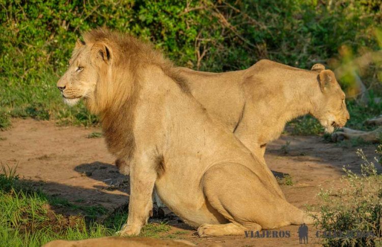 Game Drive al amanecer en Hlane