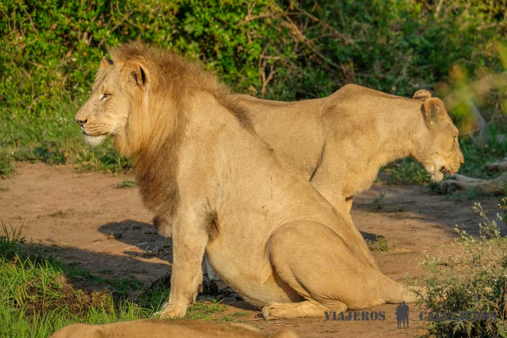 Game Drive al amanecer en Hlane