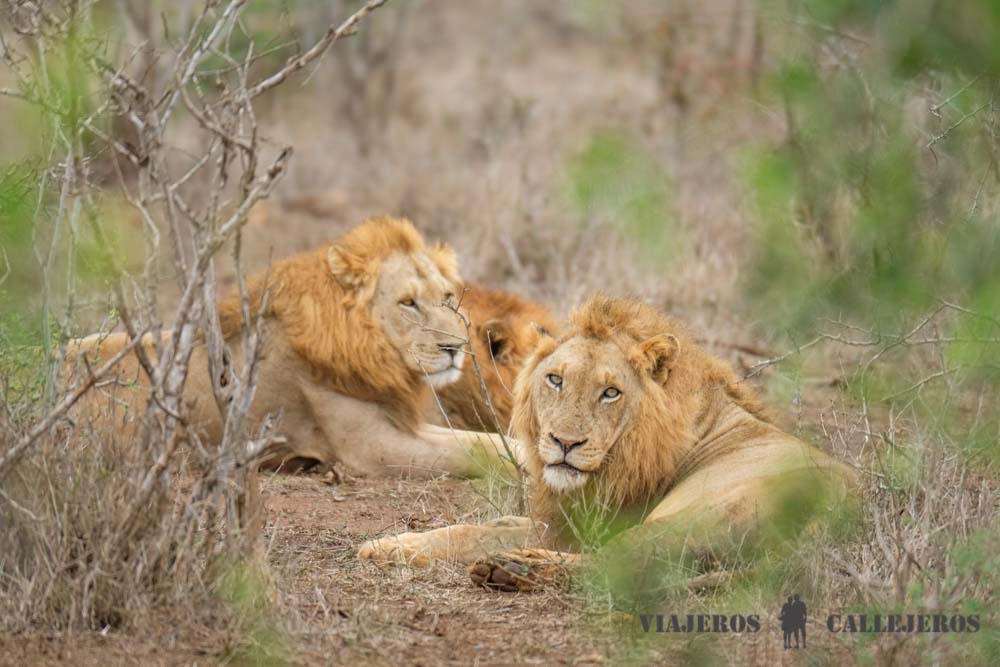 Leones en el Parque Nacional Kruger