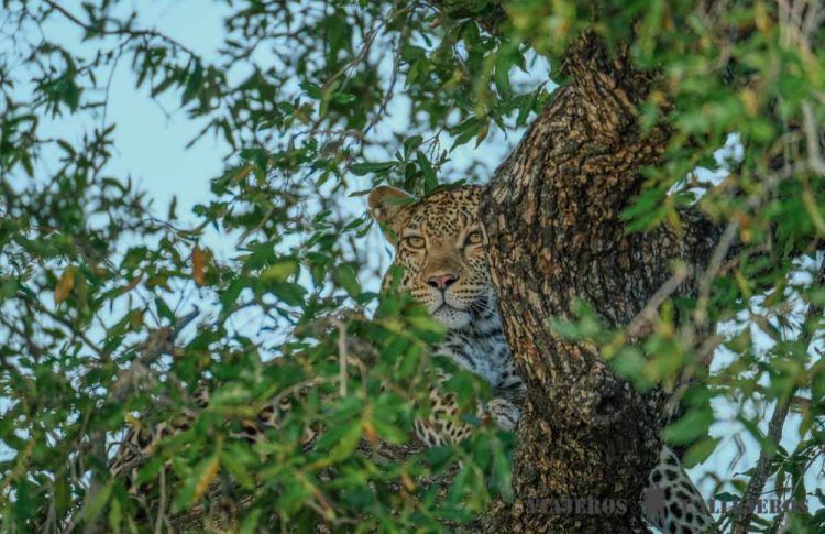Leopardo en árbol