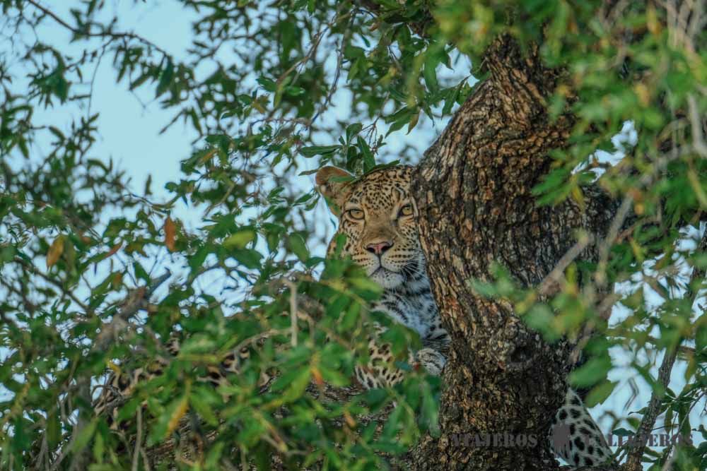 Leopardo en árbol