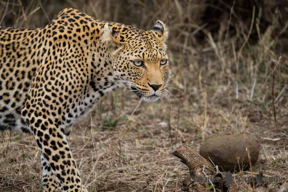 Parque Nacional Kruger