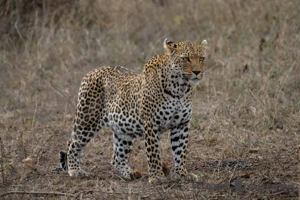 Leopardo en Crocodile Bridge