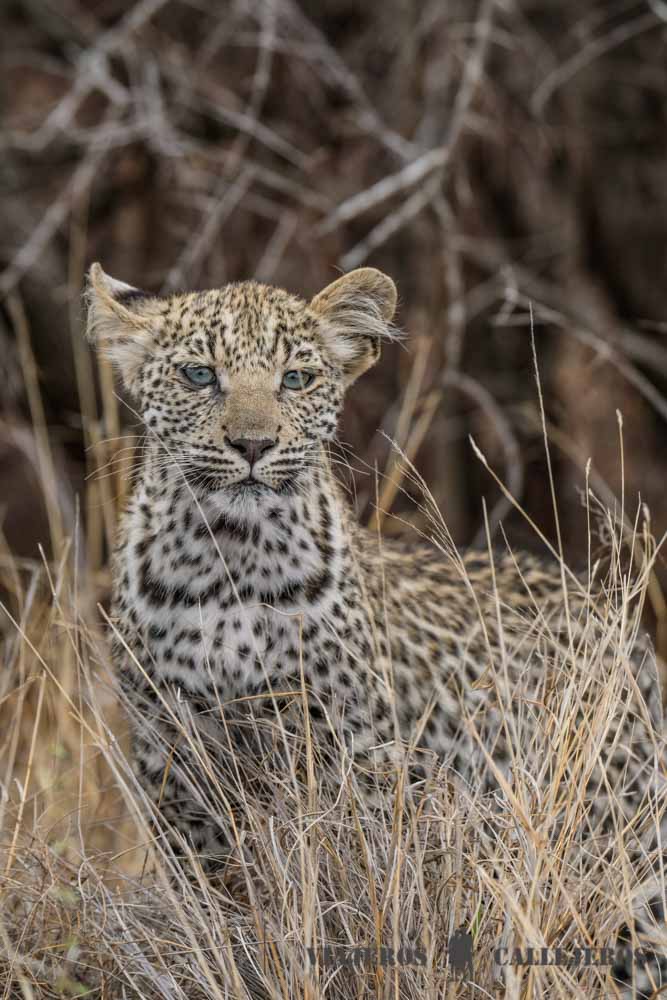 Cría de leopardo en Olifants