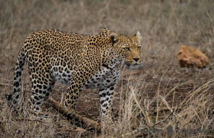 Kruger, una de las maravillas naturales del mundo