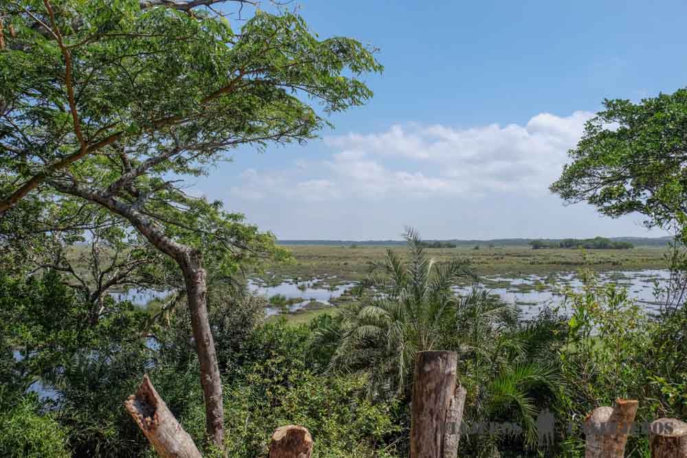 Que ver en Isimangaliso