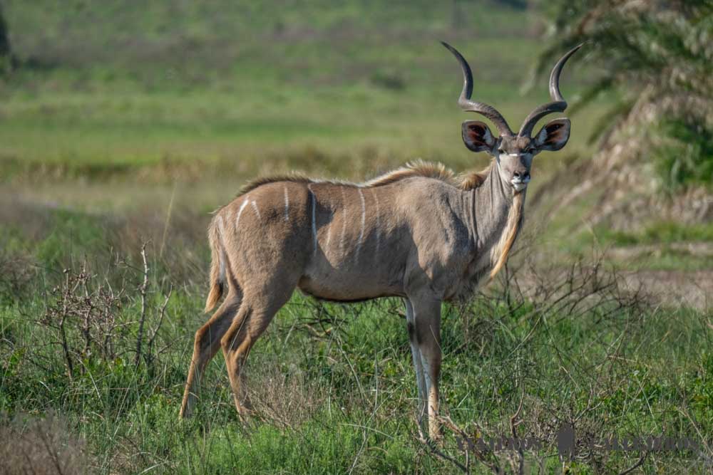 Kudu en Isimangaliso
