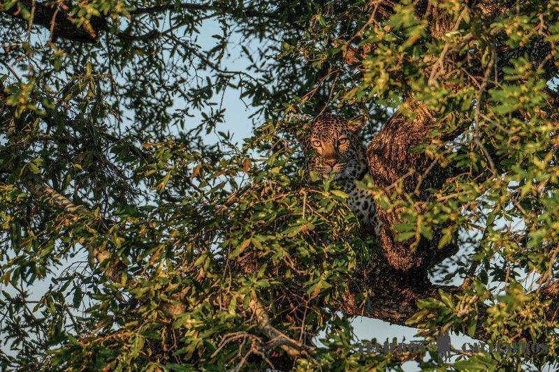 Parque Nacional Kruger