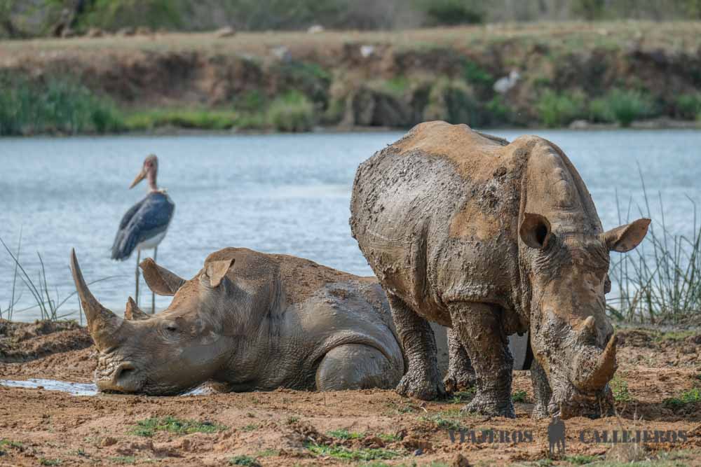 Rinocerontes en la charca de Ndolovu Camp