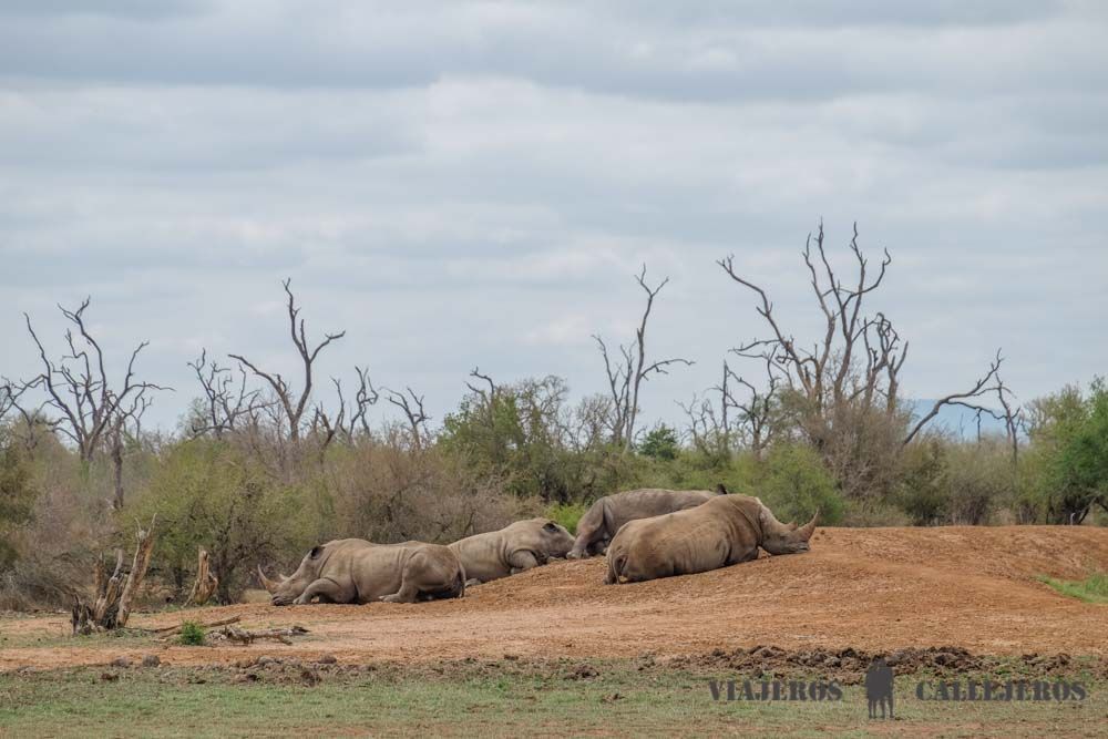 Rinocerontes en la charca de Ndolovu Camp