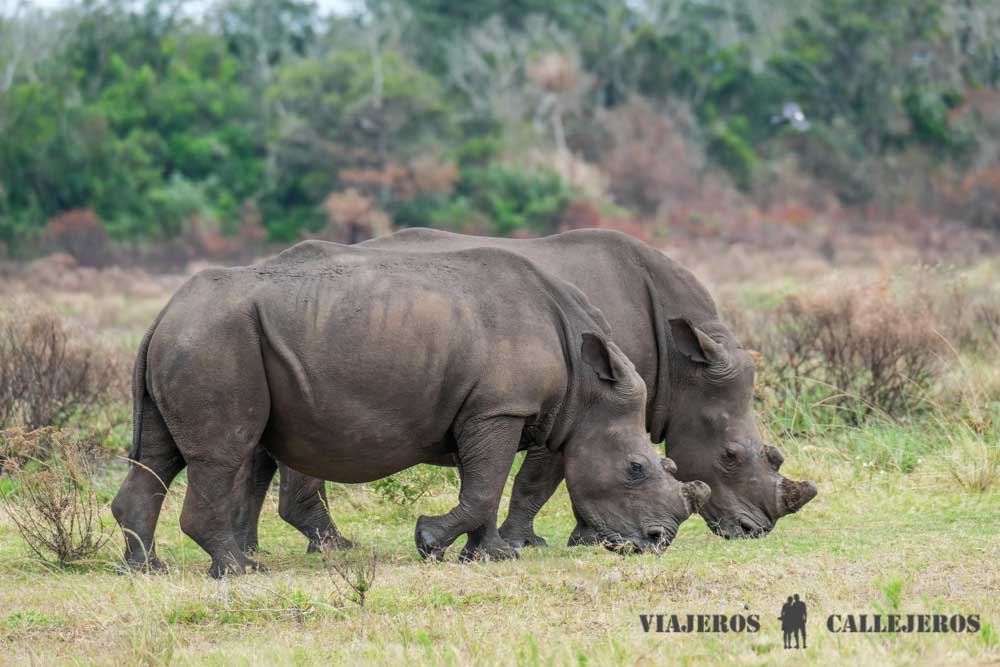 Rinocerontes en Isimangaliso