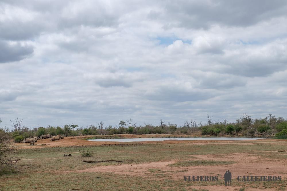 Rinocerontes en la charca de Ndolovu Camp
