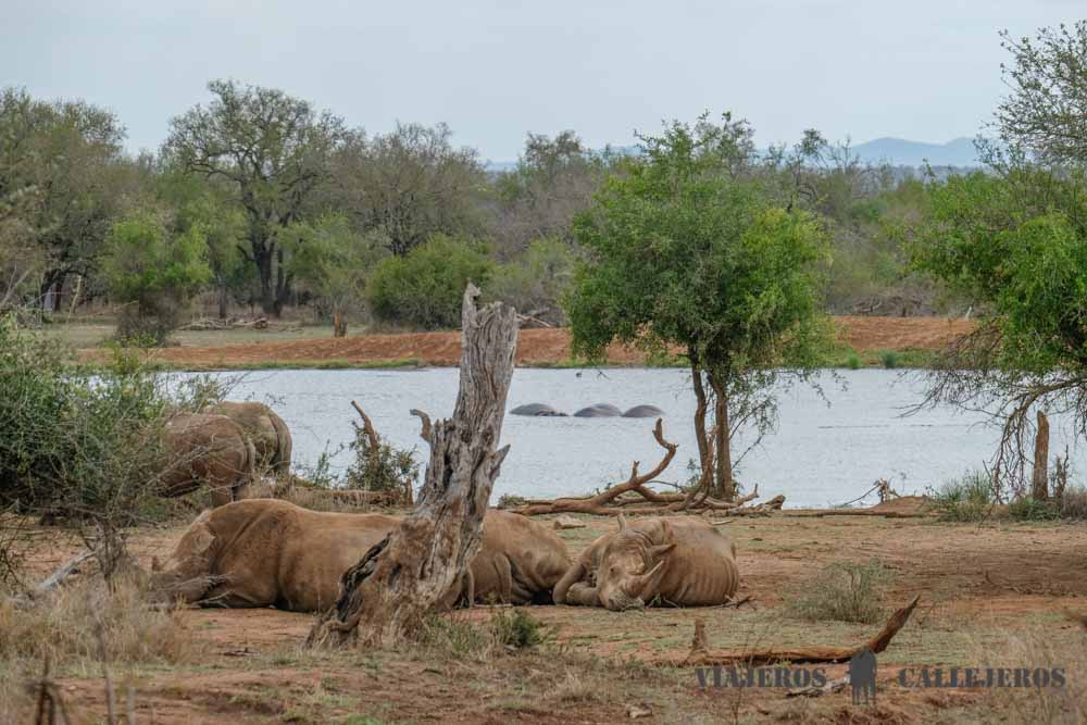 Rinocerontes e hipopótamos en la charca de Hlane Ndlovu Camp