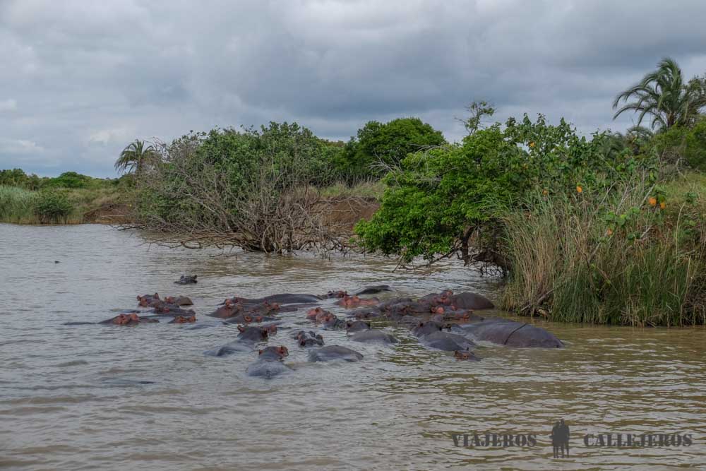 Excursión hipopótamos en St. Lucía